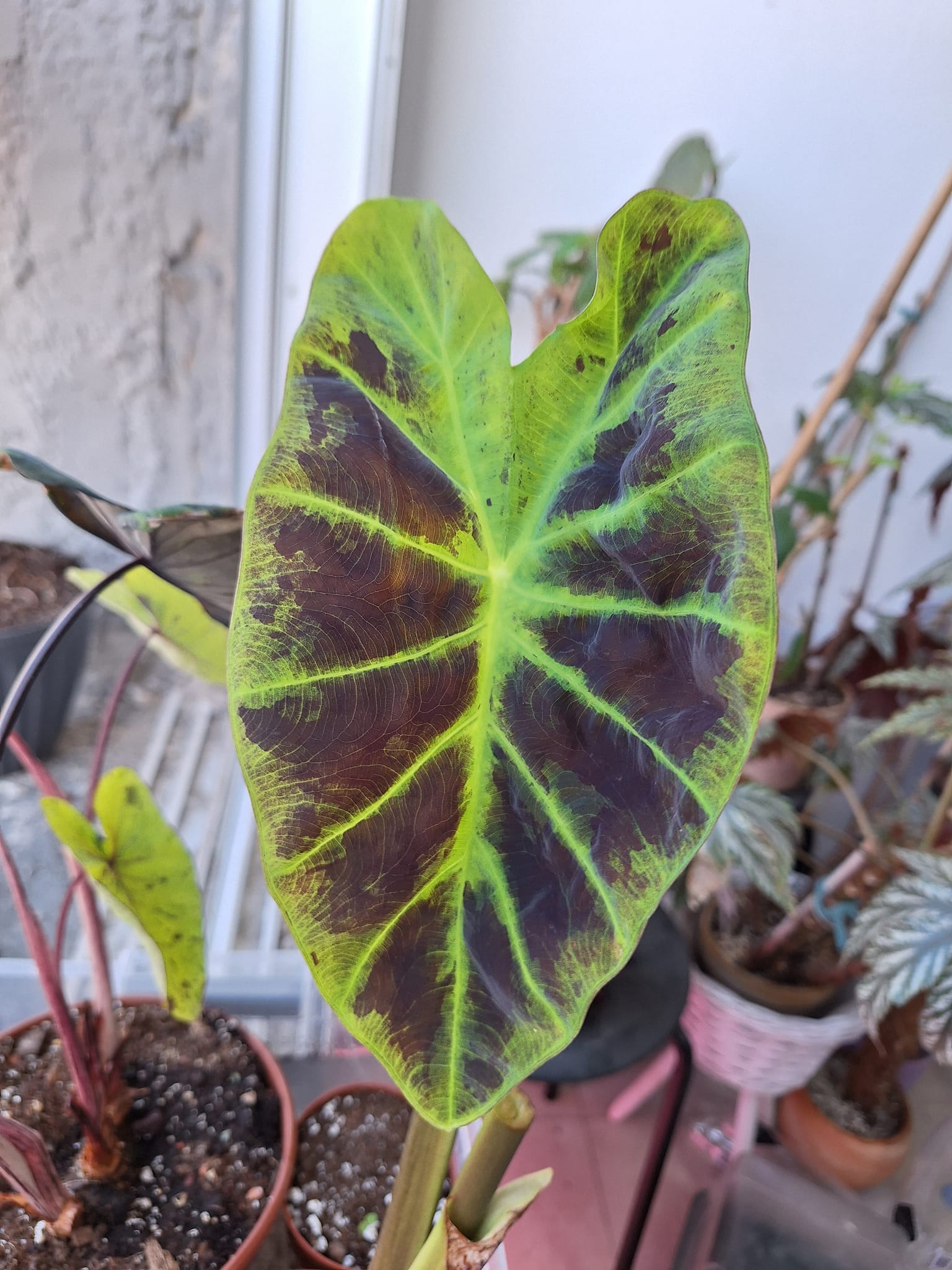 Colocasia Illustris